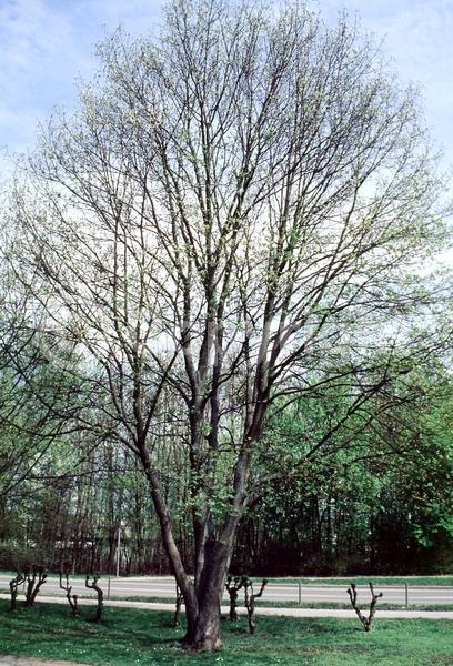 Yellow blooms; Green blooms; Deciduous; Broadleaf