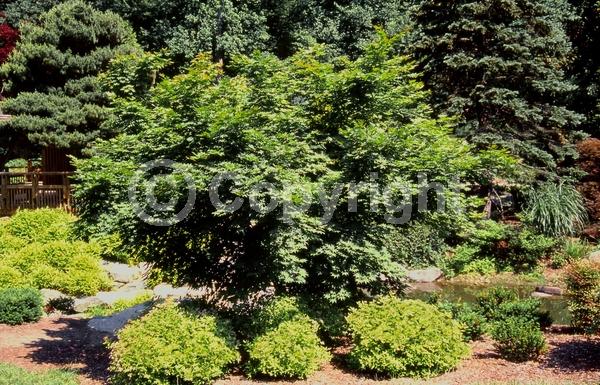 Red blooms; Deciduous; Broadleaf