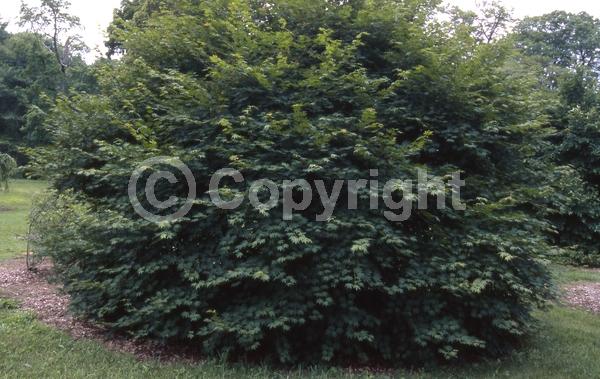 Red blooms; Deciduous; Broadleaf