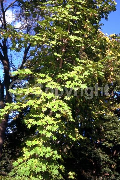 Red blooms; Deciduous; Broadleaf