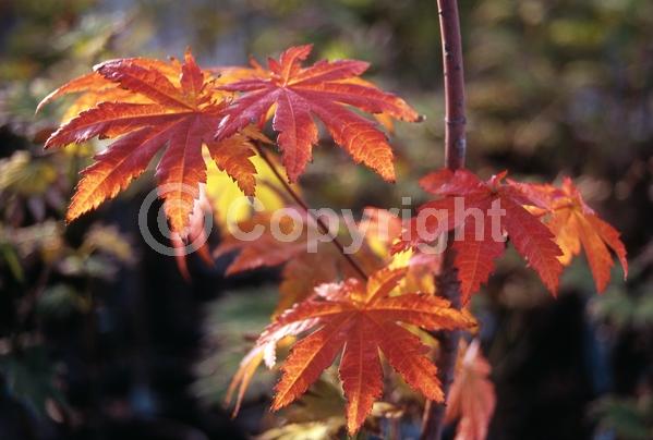 Red blooms; Deciduous; Broadleaf