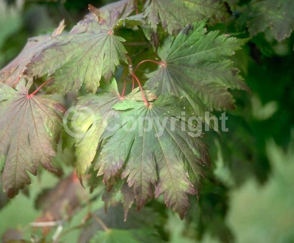 Red blooms; Deciduous; Broadleaf