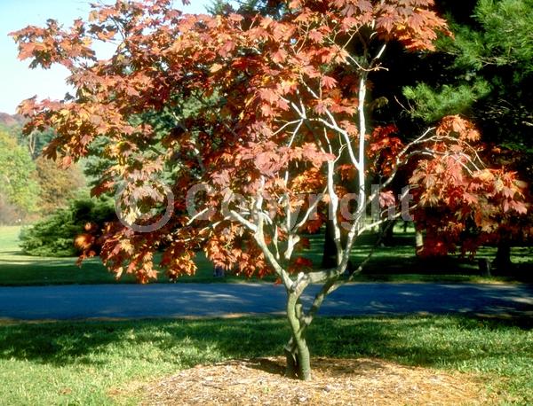 Red blooms; Deciduous; Broadleaf