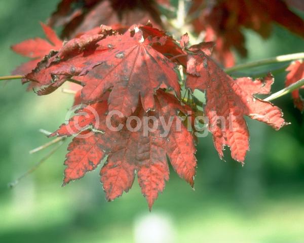 Red blooms; Deciduous; Broadleaf