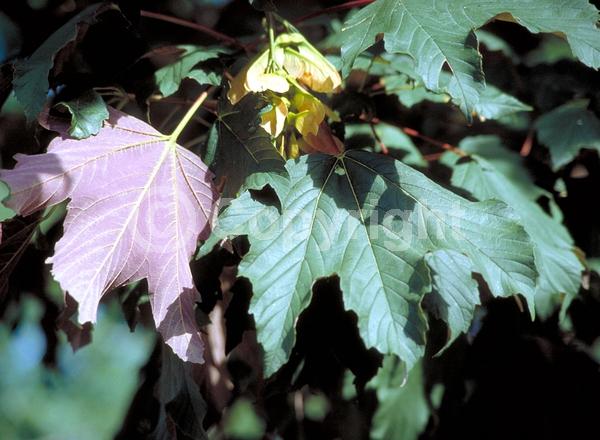 Yellow blooms; Green blooms; Deciduous; Broadleaf