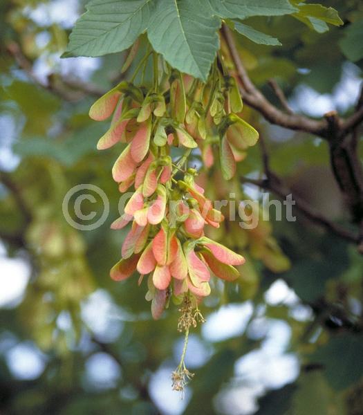 Yellow blooms; Green blooms; Deciduous; Broadleaf
