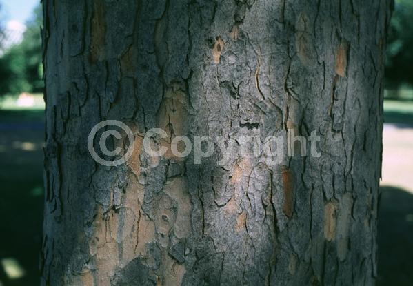Yellow blooms; Green blooms; Deciduous; Broadleaf