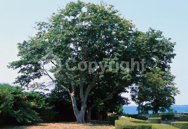Yellow blooms; Green blooms; Deciduous; Broadleaf
