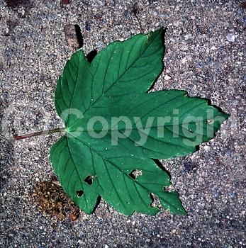 Yellow blooms; Green blooms; Deciduous; Broadleaf