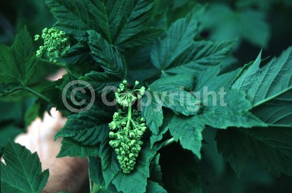 Yellow blooms; Green blooms; Deciduous; Broadleaf