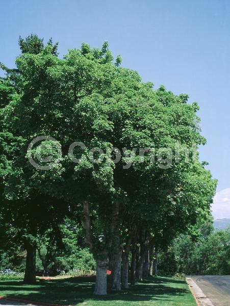 Yellow blooms; Green blooms; Deciduous; Broadleaf