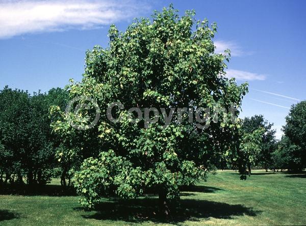 Yellow blooms; Green blooms; Deciduous; Broadleaf