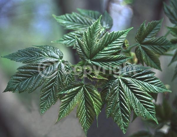 Yellow blooms; Green blooms; Deciduous; Broadleaf