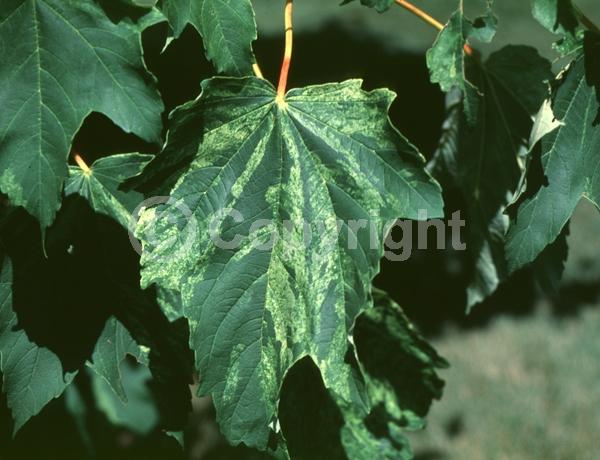Yellow blooms; Green blooms; Deciduous; Broadleaf