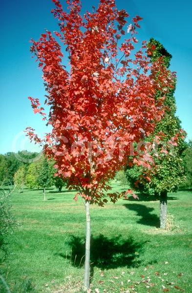 Red blooms; Deciduous; Broadleaf