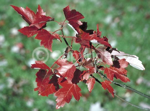 Red blooms; Deciduous; Broadleaf
