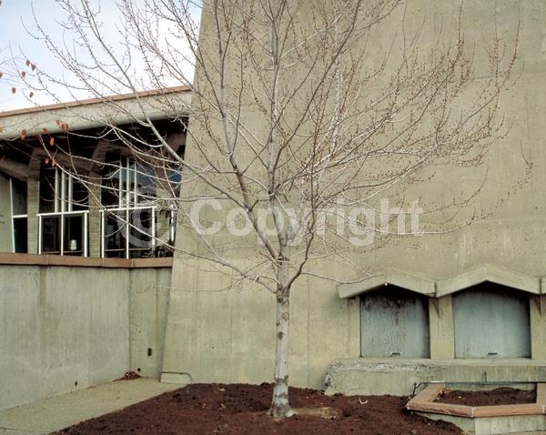Red blooms; Deciduous; Broadleaf