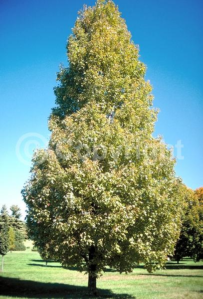 Red blooms; Deciduous; Broadleaf