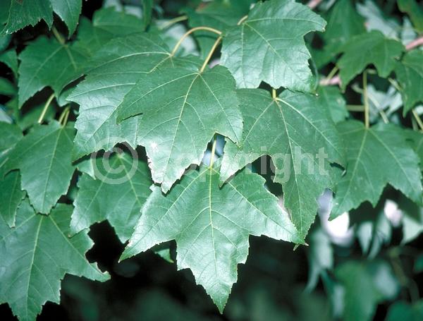 Red blooms; Deciduous; Broadleaf