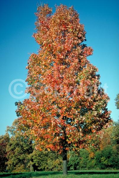 Red blooms; Deciduous; Broadleaf