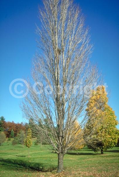 Red blooms; Deciduous; Broadleaf
