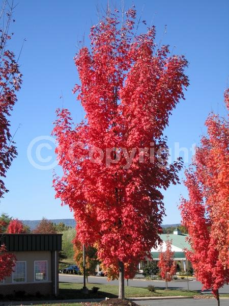 Red blooms; Deciduous; Broadleaf