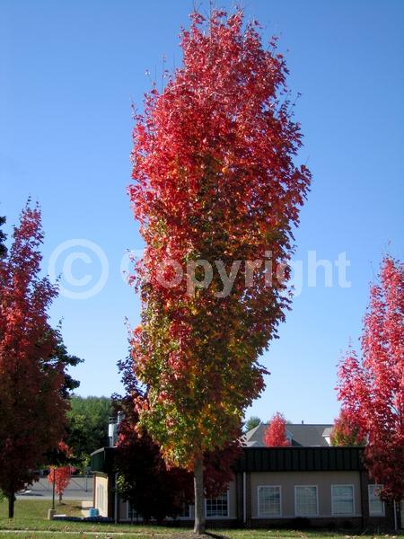 Red blooms; Deciduous; Broadleaf