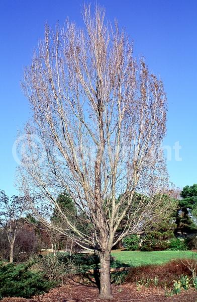 Red blooms; Deciduous; Broadleaf