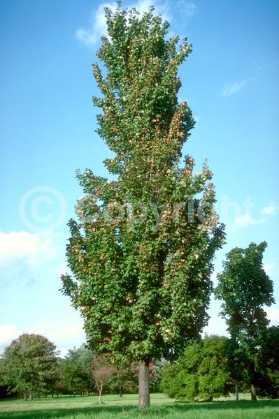 Red blooms; Deciduous; Broadleaf