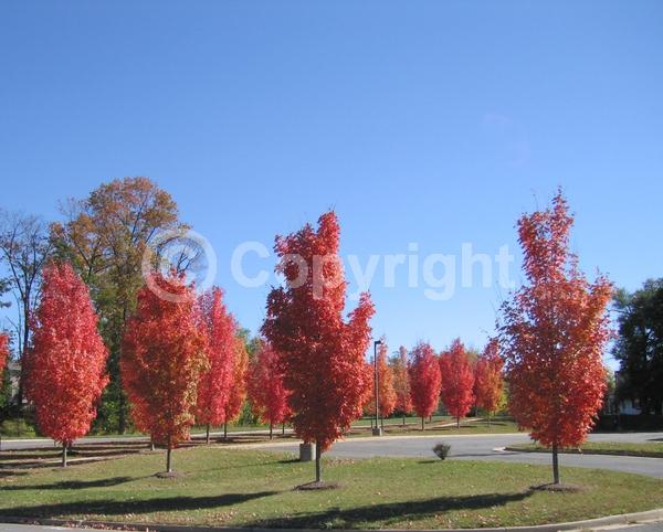 Red blooms; Deciduous; Broadleaf