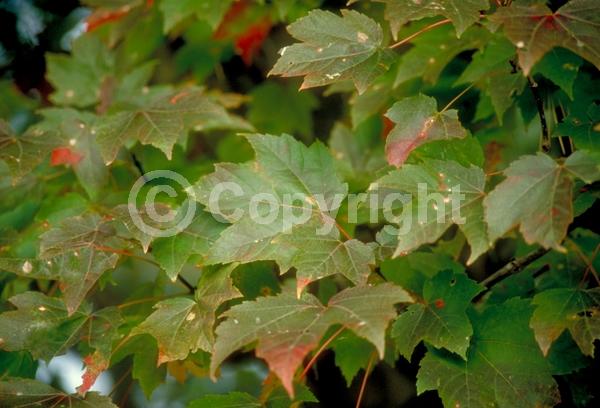 Red blooms; Deciduous; Broadleaf