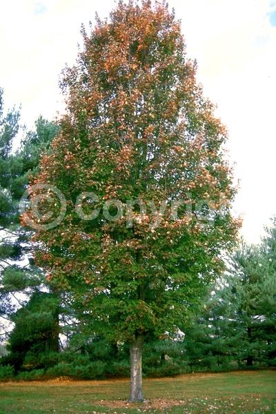 Red blooms; Deciduous; Broadleaf