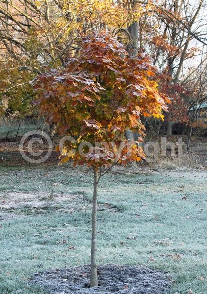 Red blooms; Deciduous; Broadleaf