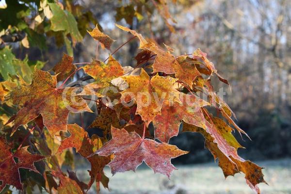 Red blooms; Deciduous; Broadleaf