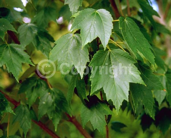 Red blooms; Deciduous; Broadleaf