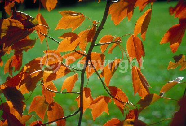 Red blooms; Deciduous; Broadleaf