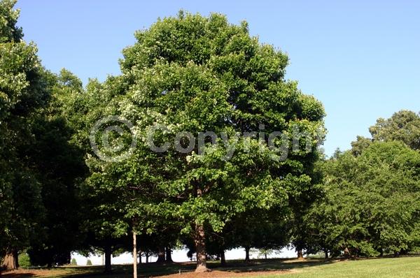 Red blooms; Deciduous; Broadleaf