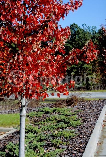 Red blooms; Deciduous; Broadleaf