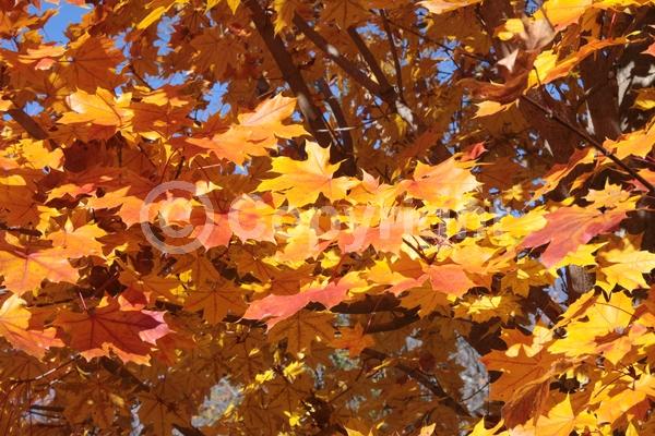 Red blooms; Deciduous; Broadleaf