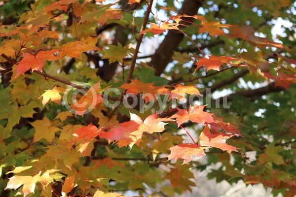 Red blooms; Deciduous; Broadleaf