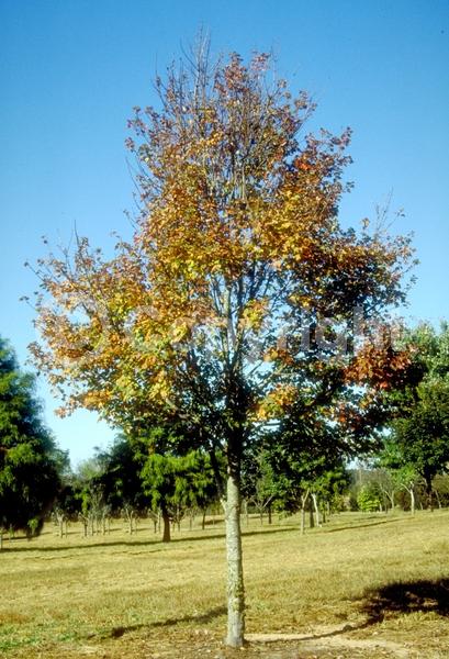 Red blooms; Deciduous; Broadleaf