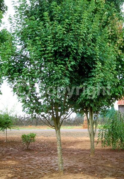 Red blooms; Deciduous; Broadleaf