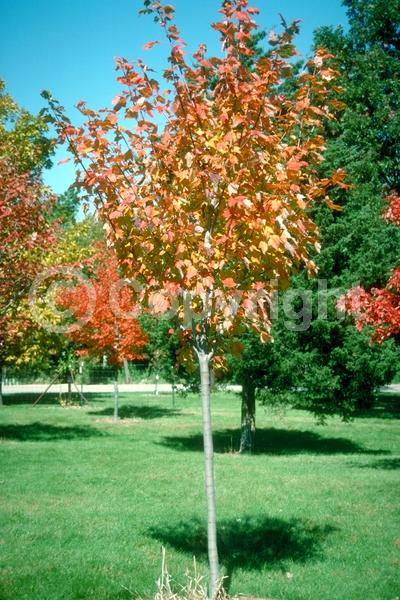 Red blooms; Deciduous; Broadleaf
