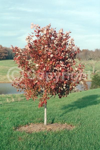 Red blooms; Deciduous; Broadleaf