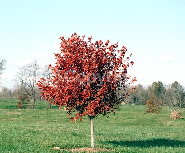 Red blooms; Deciduous; Broadleaf