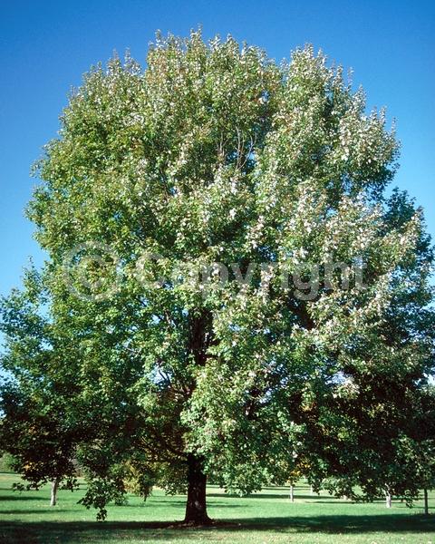 Red blooms; Deciduous; Broadleaf