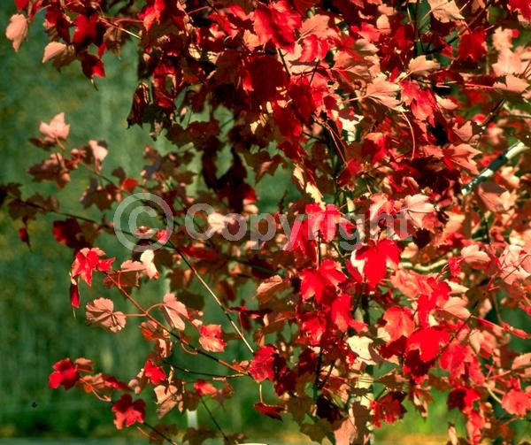 Red blooms; Deciduous; Broadleaf