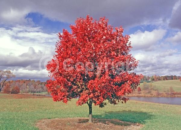Red blooms; Deciduous; Broadleaf; North American Native