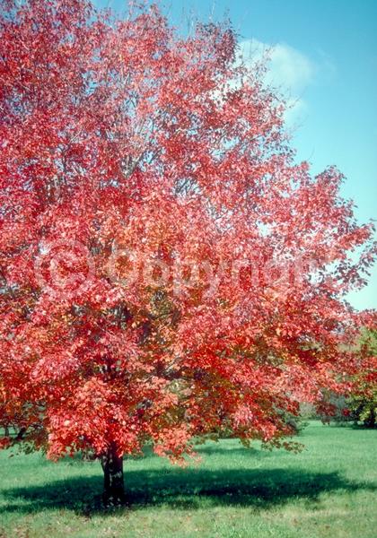 Red blooms; Deciduous; Broadleaf