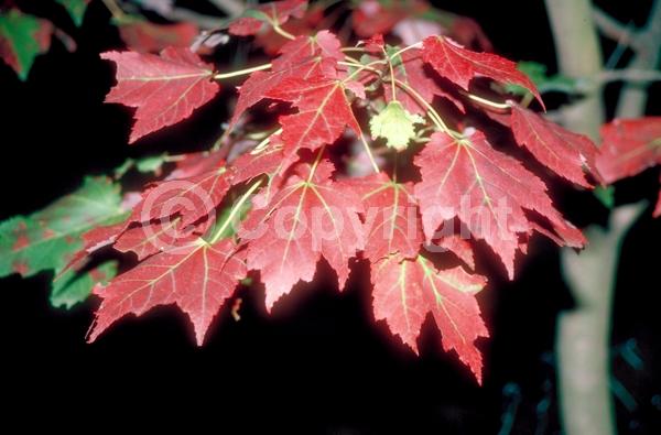 Red blooms; Deciduous; Broadleaf